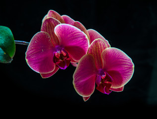 Fototapeta na wymiar Purple orchid flowers covered with drops of water isolated on black background
