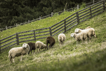 Fototapeta premium flock of sheep in an italian mountain pasture