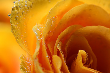 Yellow rose flower with dew drops closeup