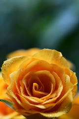 Yellow rose flower with dew drops closeup