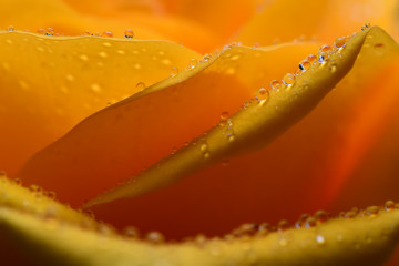 Yellow rose flower with dew drops closeup