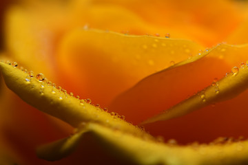 Yellow rose flower with dew drops closeup