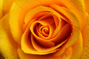 Yellow rose flower with dew drops closeup