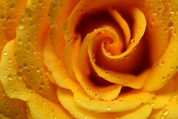 Yellow rose flower with dew drops closeup