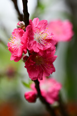 Peach flowers in the garden