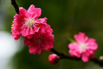 Peach flowers in the garden