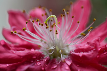 Peach flowers in the garden