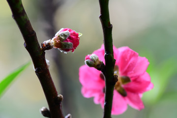 Peach flowers in the garden