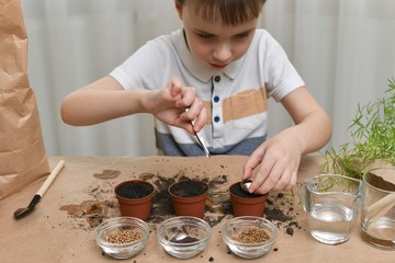 Planting micro greens seeds in pots. The attentive boy diligently sets the funnel in a pot of earth.