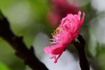 Peach flowers in the garden