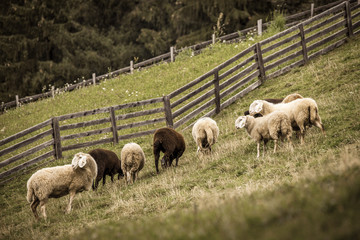Obraz premium flock of sheep in an italian mountain pasture