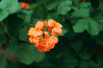 orange begonia flowers blooming in the garden