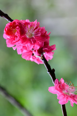 Peach flowers in the garden