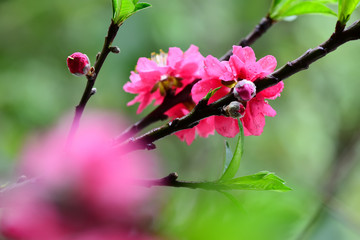 Peach flowers in the garden