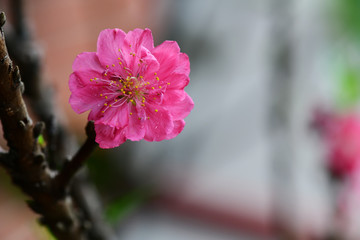 Peach flowers in the garden