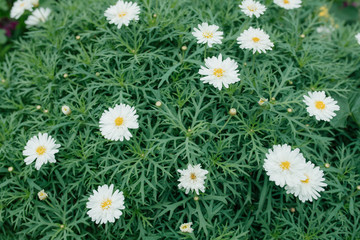 Obraz premium Beautiful white chrysanthemums blooming in the garden