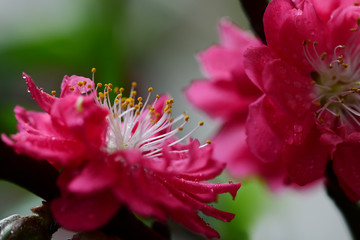 Peach flowers in the garden