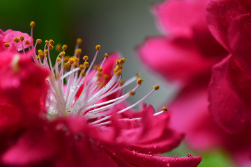 Peach flowers in the garden