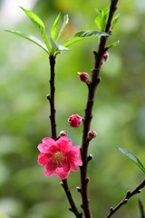 Peach flowers in the garden
