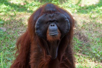 Portrait of the Orangutan (Pongo) in zoo, primate looks at the camera