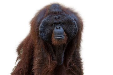 Portrait of the Orangutan (Pongo) isolated on white background, primate looks at the camera