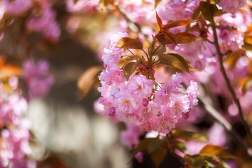 Sakura Flower or Cherry Blossom close up photo with copy space. Many blooming pink flowers on the branches of the cherry trees. Beautiful spring sakura for prints, decor, Wallpaper, posters.