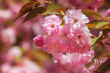 Sakura Flower or Cherry Blossom close up photo with copy space. Many blooming pink flowers on the branches of the cherry trees. Beautiful spring sakura for prints, decor, Wallpaper, posters.