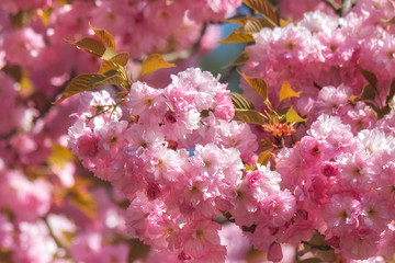 Sakura Flower or Cherry Blossom close up photo. Many blooming pink flowers on the branches of the cherry trees. Beautiful spring sakura for prints, decor, Wallpaper, posters.