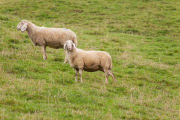 flock of sheep in an italian mountain pasture