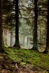 Mysterious pine forest wit sun light protruding through trees crown