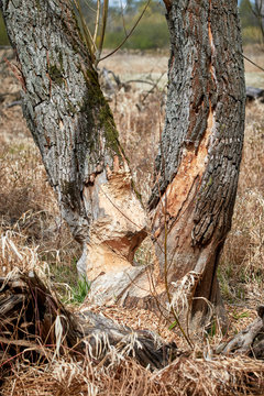 Drzewo zniszczone przez bobry