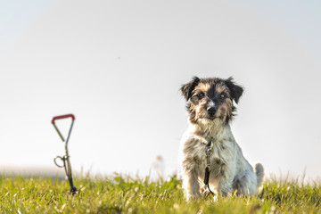 Jack russell Terrier dog is waiting tethered to a earth hook in the meadow