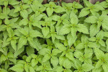 Natural nettle plant used as natural ingredient for homeopathy heathcare