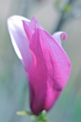 Obraz premium モクレン