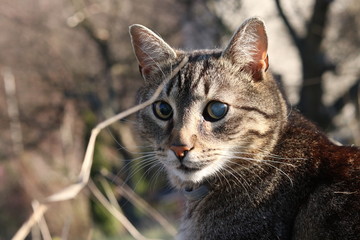 Tabby cat with one eye blind staring at the long dry grass