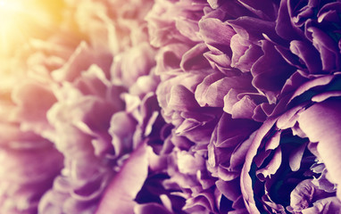 Flower and beautiful petals.