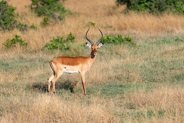 Naklejka na ściany i meble impala antelope in Masai Mara national park looking at the camera