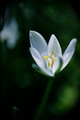 Fototapeta premium ホソバオオアマナ