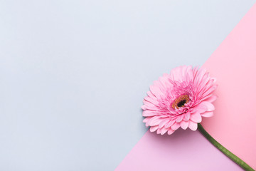 Happy Mother's Day or Birthday greeting card. Elegant gerbera flower on Minimal geometrical paper...