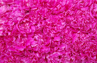 beautiful pink peony flower