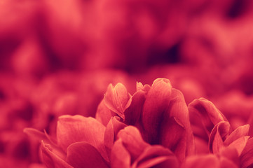 flower petals on the sun