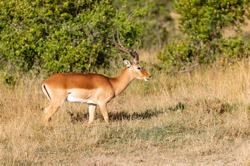 profile picture of an impala in the savannah