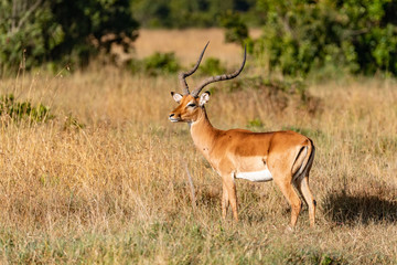 Side profile of an impala antelope in the Masai Mara 