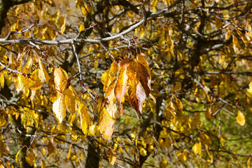 Tree leaves touched by the sun in autumn yellow and orange