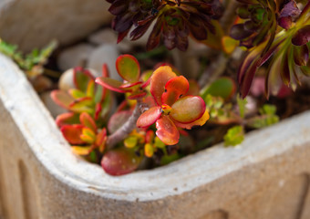 Small potted plant