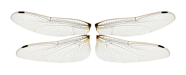Wings of insect isolated on a white