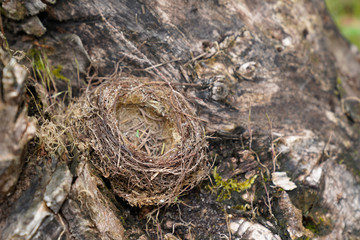 Empty bird nest in garden tree