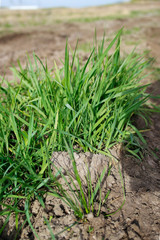 A green spring grass. Green grass background.