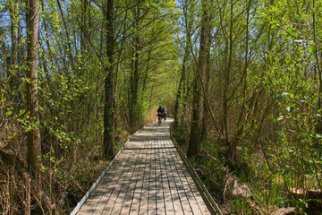 A Wooden plank bridge in nature reserve "Tegeler Fliess" in Berlin - Germany