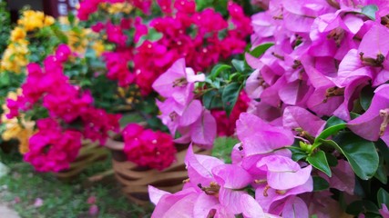 Obraz na płótnie Canvas Beautiful Blooming Bougainvillea Background with three colours. Yellow, Pink and Purple Bougainvillea